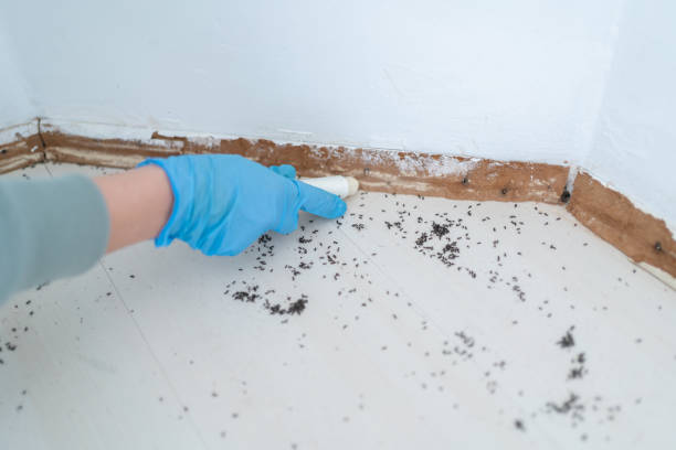 Best Best Pest Control Companies  in Harvey, IL